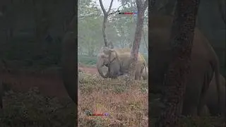 26 January 2026# assam #elephant #animals