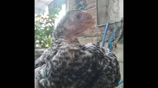 Zam Zam Pets Parrotbeak Breeders Srilanka 🇱🇰❤🇵🇰