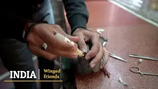 Unique bird hospital in Delhi Digambar Jain temple complex