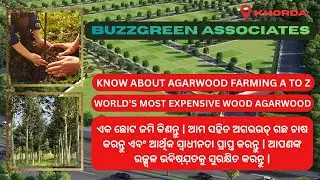 What is Agarwood Farming ! Cultivate agarwood trees and gain financial freedom. Grab the opportunity