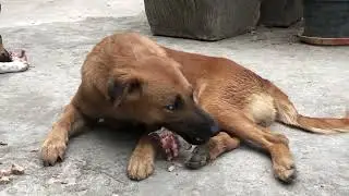Dogs eating bone and eggs episode 520| By Dog Food TV