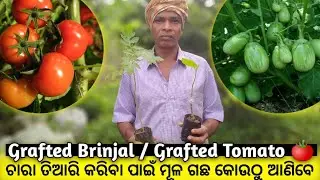Grafting ବାଇଗଣ ଚାରା ର ମୂଳ ଚାରା କୋଉଠୁ ଆଣିବେ | Grafted Brinjal / Grafted Tomato| Rabi Organic Farming