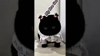 My Cat  VS My  Brother  Cat 🤣😂 Funny Cat #  Short Video # Funny Viral Cat Video 🤣