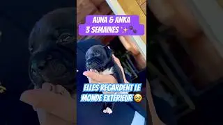 Auna & Anka d&eacute;couvrent la vie ext&eacute;rieur 🐾🥹Leur premier regard sur le monde 🌍✨ #puppy #staffy #dog