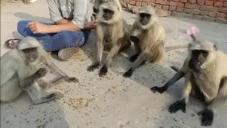 Monkey Latest Funny Videos  | Monkey Funny Eating Video | Monkey Village Video