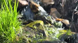 Eden Spring Creek | First Light and Flow