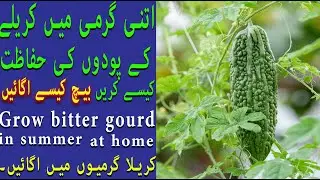 گرمی میں کریلے کے پودوں کی حفاظت کیسے کریں کریلا گرمیوں میں اگائیں۔ Grow Bitter Gourd in Summer