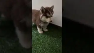 Leo newborn vs now #puppyhood #dog #newpup #puppy #puppyparenting #cute #huskyboy #trending #husky
