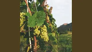 Graft Into The True Vine
