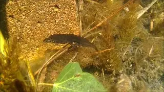 Lissotriton vulgaris:  Smooth Newt / Teichmolch - Underwater