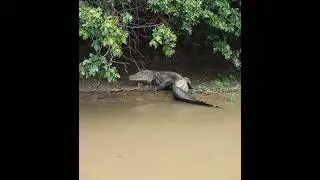 15 ft Black Caiman intimidates tourist