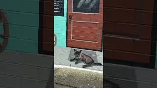 Car Painted On Garage Door And French Street Scene ~ Enmore | Sydney Australia .