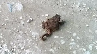 Monster frog (toad) walking like a boss