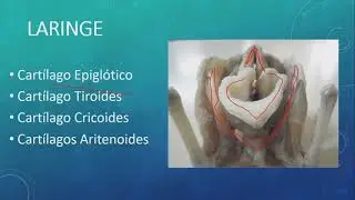 Sistema respiratorio del perro