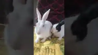Highlight 1:14 - 6:16 from Bunny care is live!