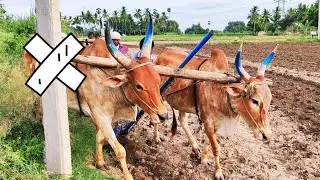 Bullock | Bullockcart working style in village | cow videos | Bull ploughing video | Bull racing