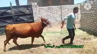 بقره والده صنف عالي وشبه جموس عوشر 8 عرض ممتاذ الفيوم قنايه صاحبها إللي عرضها