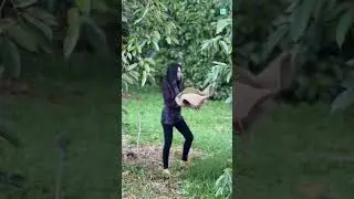 ASMR Catching Durian 😱
