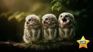 Brite Star Ranch New Arrivals-Baby Owls Arrive