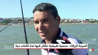 المرجة الزرقاء.. محمية طبيعية تتكاثر فيها عدة كائنات حية