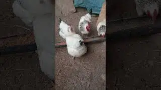 My sheep ate feed #rooster #chicken #roosters #birds #kubutar #farming #kabutar #farm