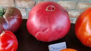 Ponuda semena paradajza, 116 sorti na stolu, 060 /3630843