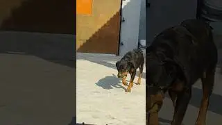 #rootweller dog#shorts#you tube video#short video#