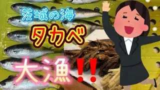 【茨城の海】タカベ大漁‼️攻略法