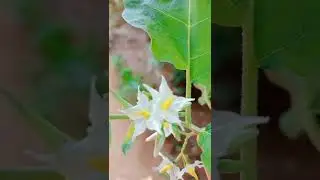 Turkey berries 😋flowers #solanum torvum#devil's fig#pea eggplant        #shorts #video 15 April 2022