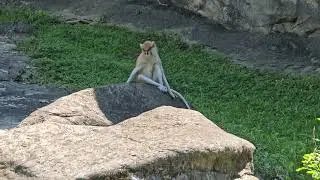 紅猴Patas Monkey/Taipei Zoo 