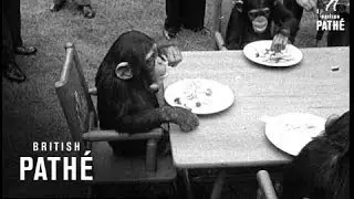 Chimp Champs Are No Chumps (1949)