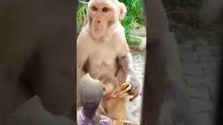 #cute #monkey #animals #funny #internationalchannel #comedyfilms #youtubeshorts #comedy #comedymovie