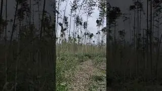 Whispers of the Forest: A Serene Christmas Eve Walk Through KingNote Bamboo Grove