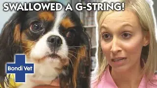 NAUGHTY DOG Has Swallowed Owner's G-string! | Bondi Vet Clips | Bondi Vet
