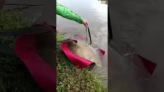 A m&eacute;dia desse pesqueiro e sensacional , quintal de casa