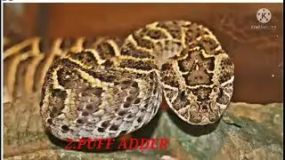 Top 5 deadliest snakes | West African carpet snake, puff adder,....🐍