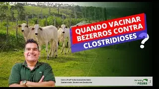 Quando vacinar bezerros contra clostridioses?