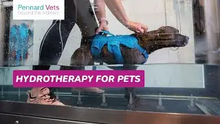 Hydrotherapy for pets