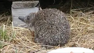 Obudzony jeż z zagrody 2 (Zaplątki, Łoszak, Michaś)