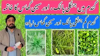 How control Broadleaf & Narrow leaf Weeds in wheat crop | @YASIRAGROCHEMICALS 