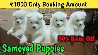 Samoyed Puppies Available For Sale in India | Import Line Puppies | Very Low Price | Samoyed Puppies