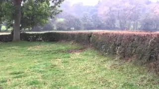 Cheshire Drag Hunt Hedge Hopping