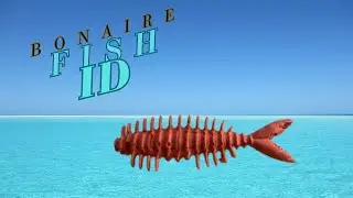 Fish and other Sea Life Identification of Bonaire