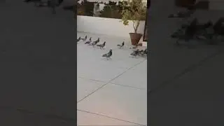 Trap Training Of Racing Pigeons In Tribal Friends loft | Fast Trapping Pigeon | Best Kittel