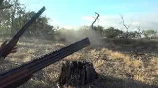 RED FOX comes SRINTING in to 5 YARDS - Apex Fox Whistles