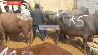 Bhens Colony Slaughter House Karachi Pakistan #cattle #cow #animalslover #buffalo #animalsworld