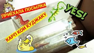 ПРИЕХАЛА ПОСЫЛКА.😍👍😋 КАРП КОИ КУДЖАКУ. CARP KOI KUDJAKU. KOI & GOLD FISH