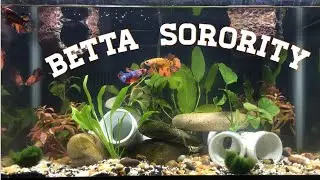Betta Sorority - Thailand & Indonesia imports. Candy, Galaxy, Nemo, Leopard Females