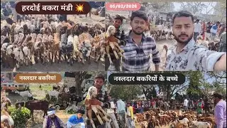 Hardoi bakra Mandi 05/02/2026 Thursday goat market hardoi ajmeri,sirohi,gujri Desi bakre #goats#goat