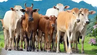 Aktivitas sapi Lembu jinak di jalan desa, Suara Sapi Moo, Puluhan Sapi lucu berjalan menuju kandang